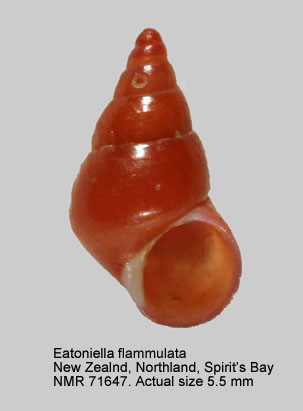 Eatoniella flammulata.jpg - Eatoniella flammulata (Hutton,1878)